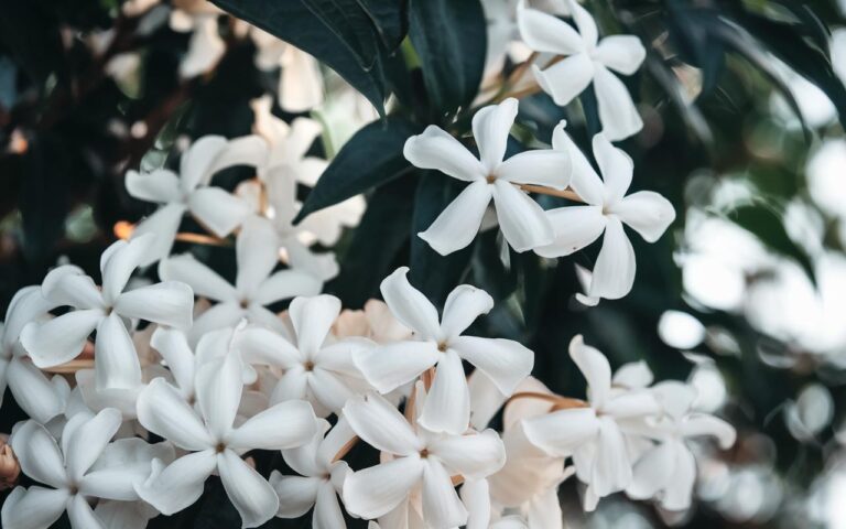 Gelsomino bruciato dal gelo ogni inverno? Questo semplice gesto alla base della pianta a novembre 2025 può finalmente salvarla fino alla primavera.