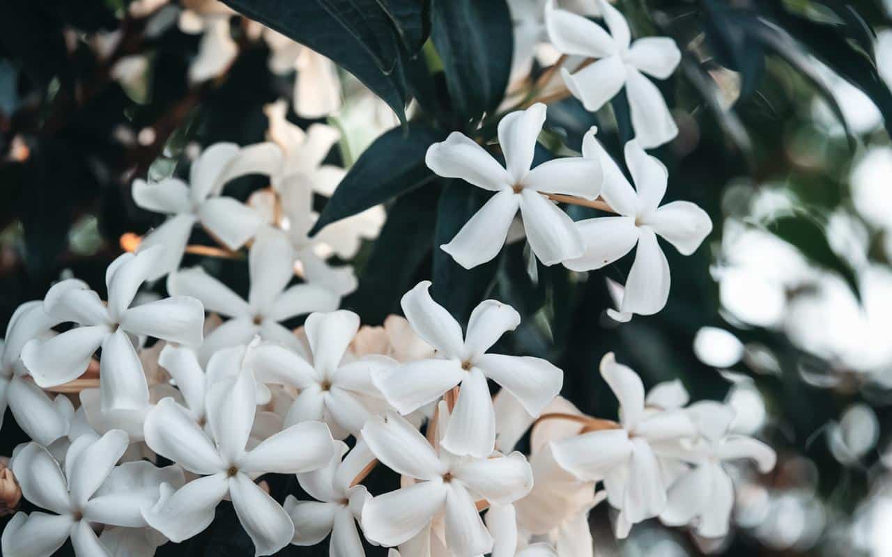 Gelsomino bruciato dal gelo ogni inverno? Questo semplice gesto alla base della pianta a novembre 2025 può finalmente salvarla fino alla primavera.