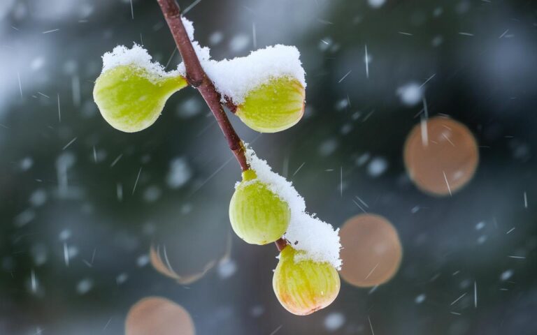 Preparare i Fichi per l’Inverno: Guida Pratica Brico Adamo