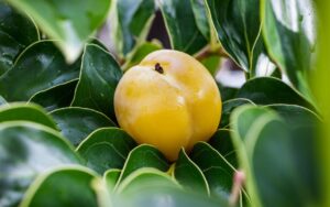 Si crede che cresca solo al sole eppure, questo frutto raro si coltiva in pieno inverno nei nostri giardini!