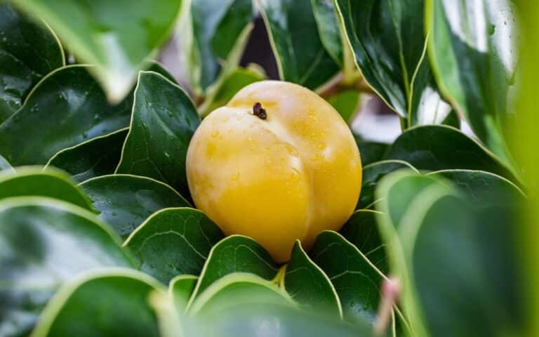 Si crede che cresca solo al sole eppure, questo frutto raro si coltiva in pieno inverno nei nostri giardini!